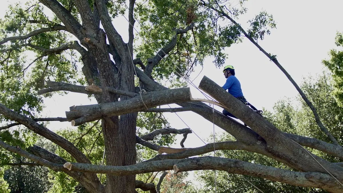 Professional Hazardous Tree Removal performed by certified arborists in Weslaco